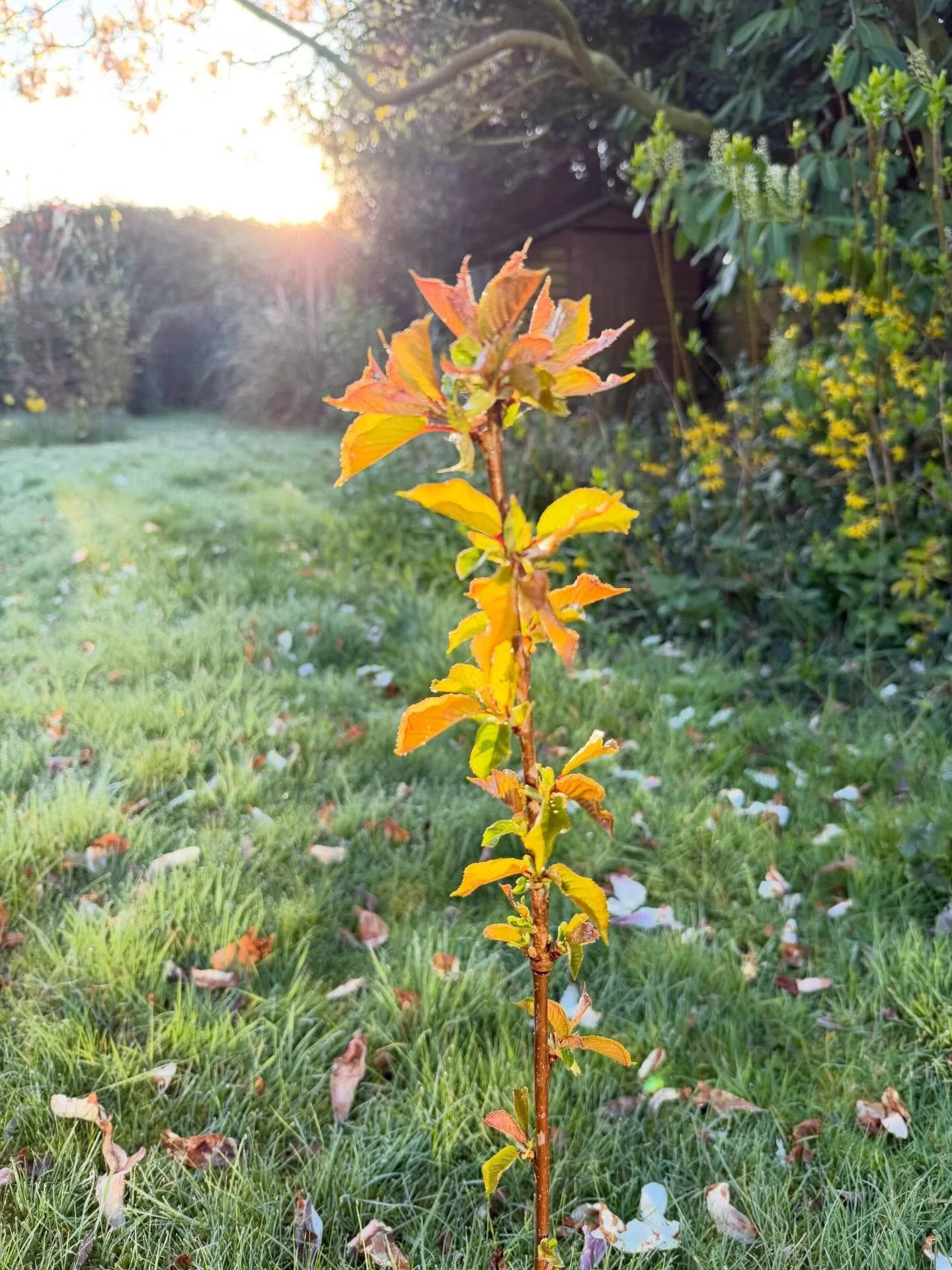 Scenes from the back garden when I went to hang out the towels first thing. I love the early morning light. ☀️

#earlymorninglight #romanceauthorsofinstagram