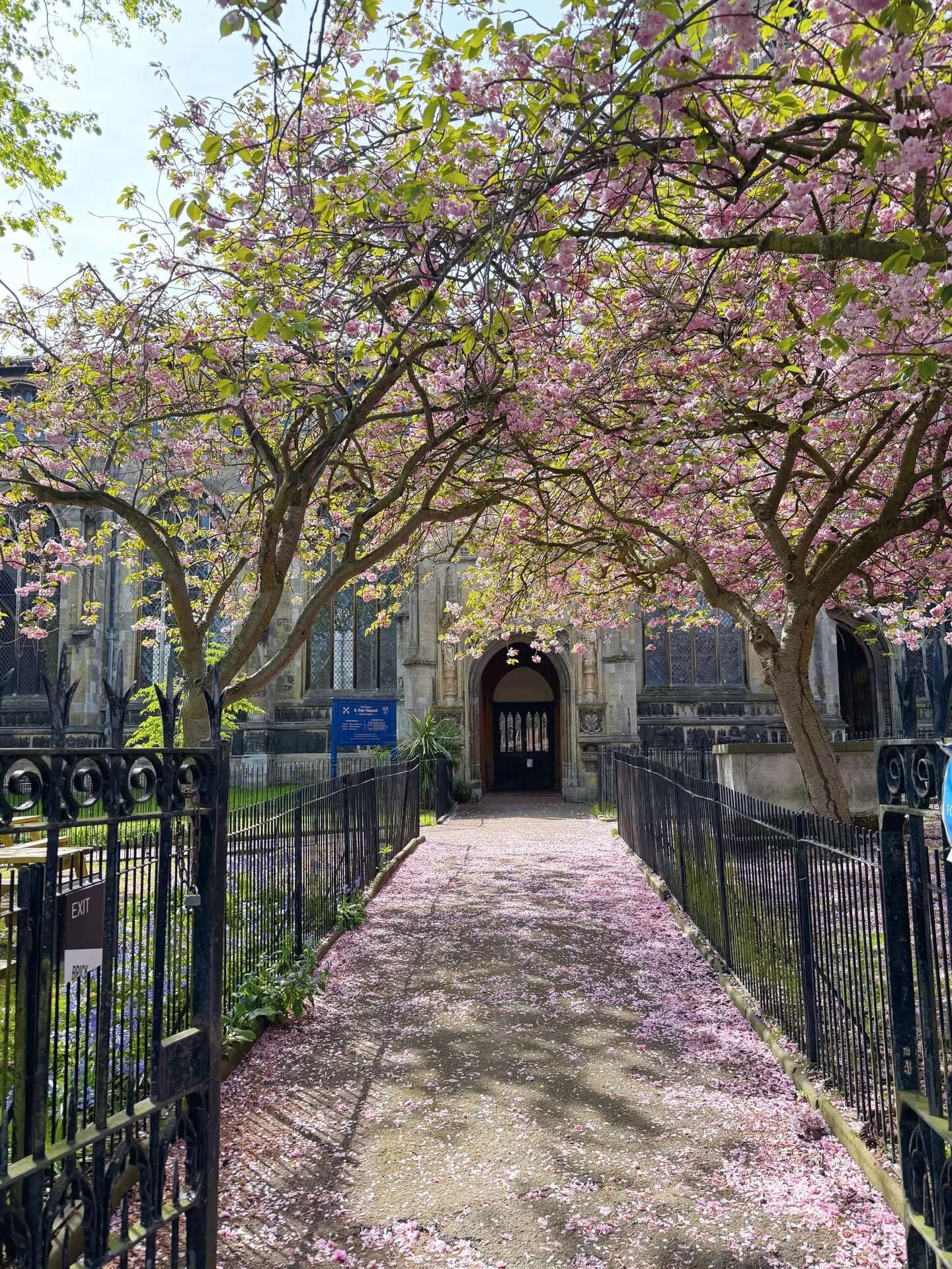 Spring blossom in Norwich today. 🌸

#norwich #blossom