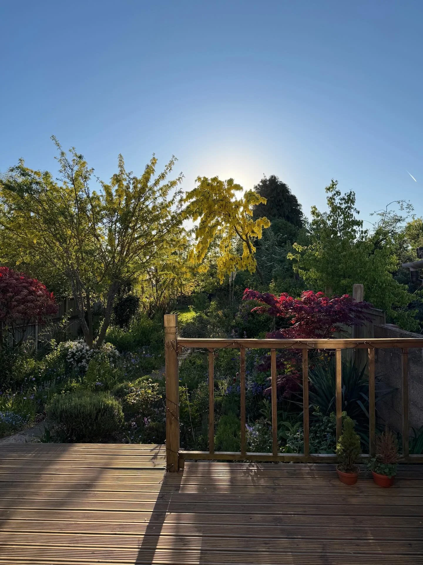 It&rsquo;s such a grey Monday (because it&rsquo;s a Bank Holiday, so obviously) so instead please enjoy the sun rising over the floofiest of the laburnums and good early morning shadows last week. ☀️🌼

#springsunrise #romanceauthorlife