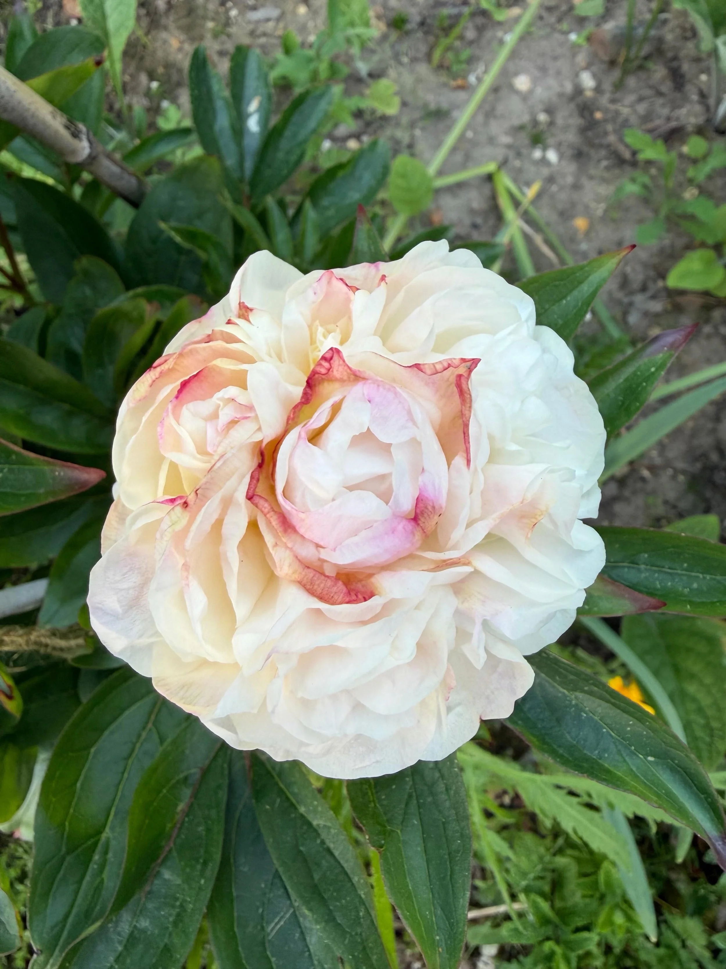 Behold, the beauty of our first peony! She has come out over the course of the day, I have been waiting WEEKS, and it has been so worth it. 😍 All ruffly and ice cream colours, and there are several more coming. 

We bought our peonies last spring af