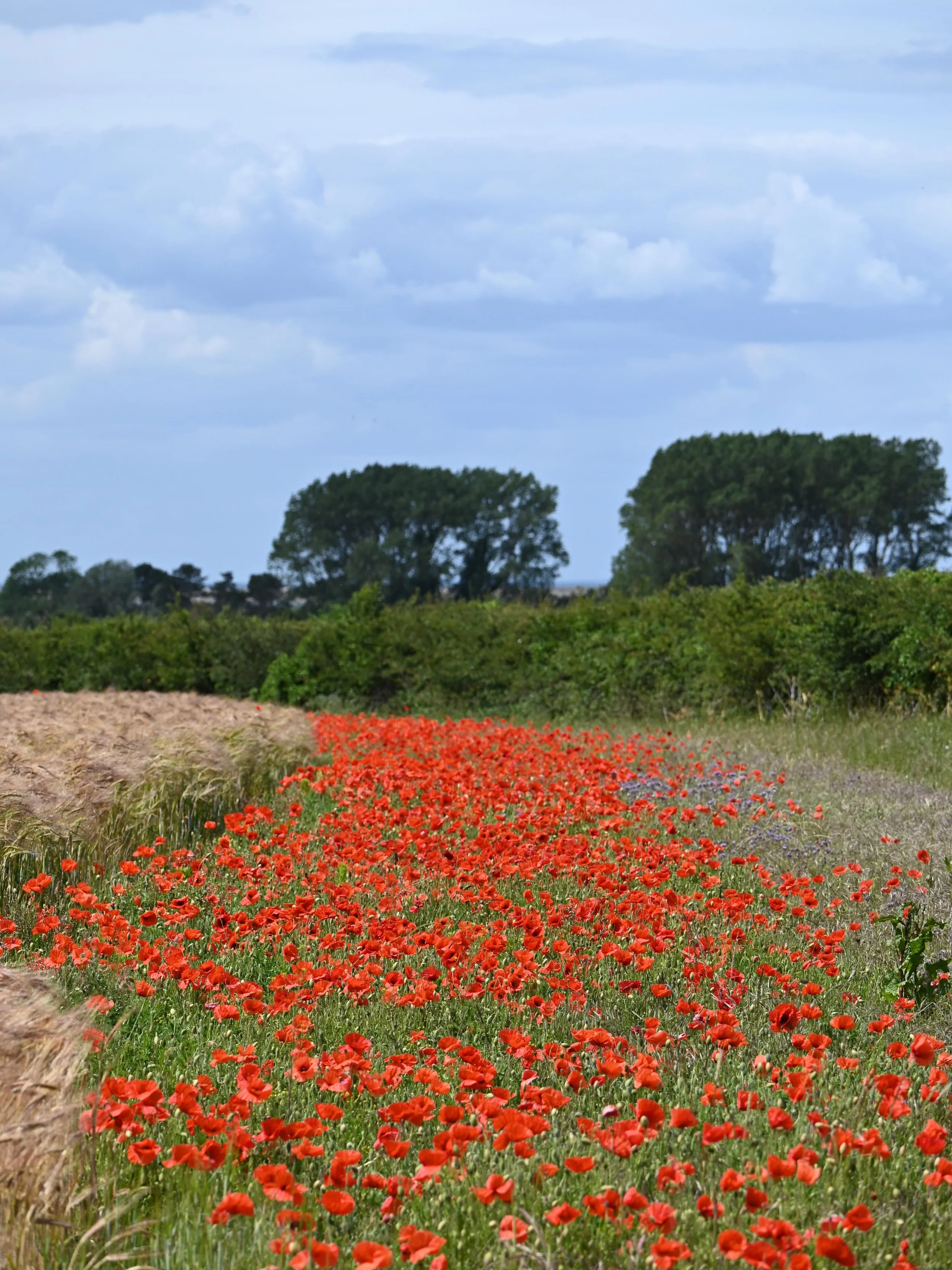 On Friday, after a lot of weeks of editing and decorating and rain, we went mooching up to the coast, to where Mistingham lives in my imagination and my books, had a stroll round Titchwell RSPB reserve, then a picnic by the sea (well, the staithe).

