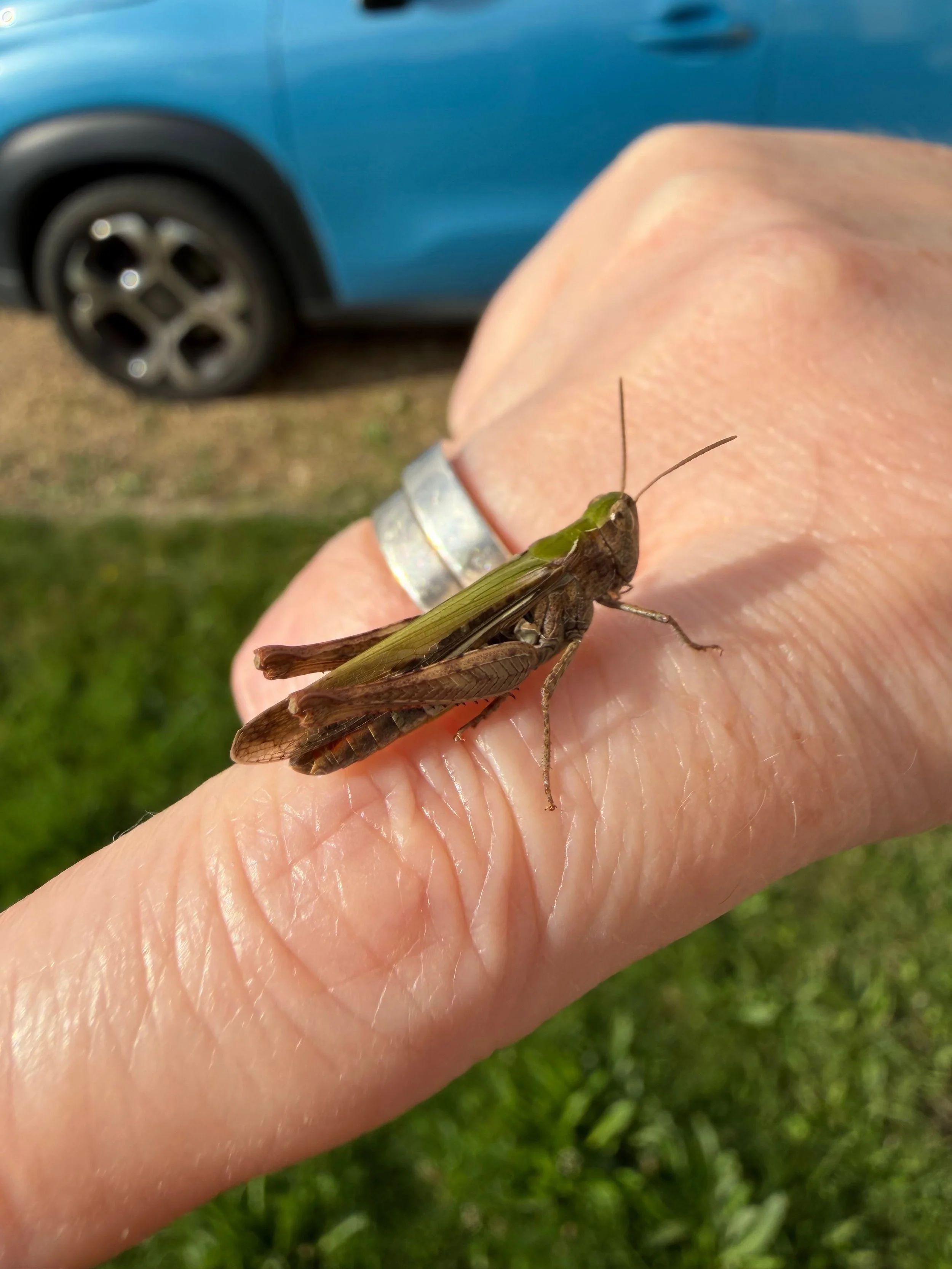 I made a new friend in the garden this afternoon. There are so many bouncing about in the grass. I love them! 🦗 

#grasshopper #romanceauthorsofinstagram
