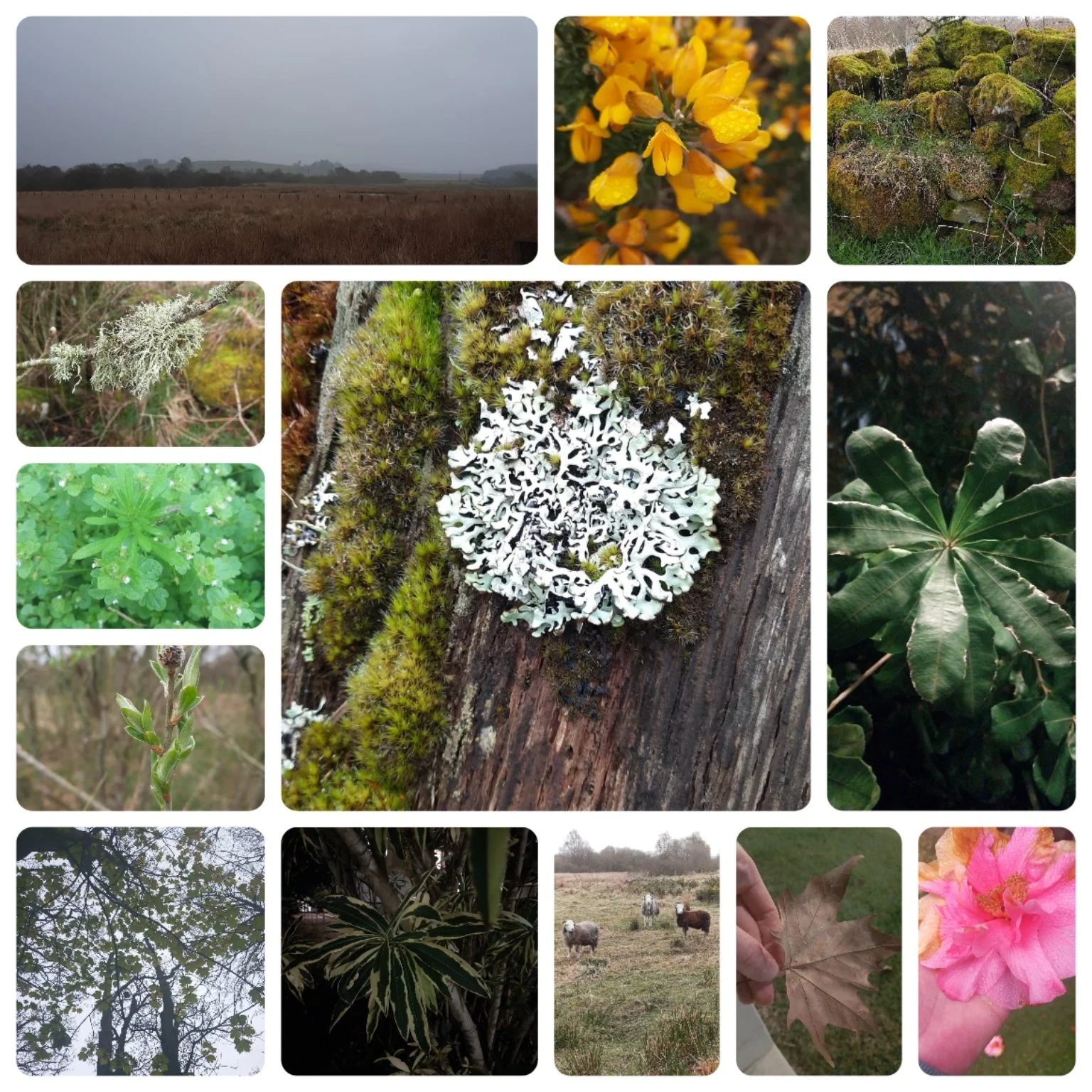 EARTHDAYWALKCOLLAGE.jpeg