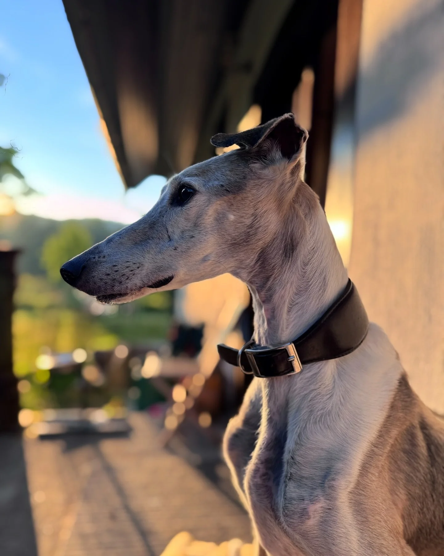[ GABI + GIGI ]
.
Več tak&scaron;nih jutranjih trenutkov prosim 😍🙏🏼🖤🩶
.
.
.
#srcismrci #pasjavaruska #najboljsapasjavaruska #petsitter #dognanny #galgo #galgosofinstagram #galgosofslovenia #rescuegalgo #rescue #shrtizahrte #morningslikethis