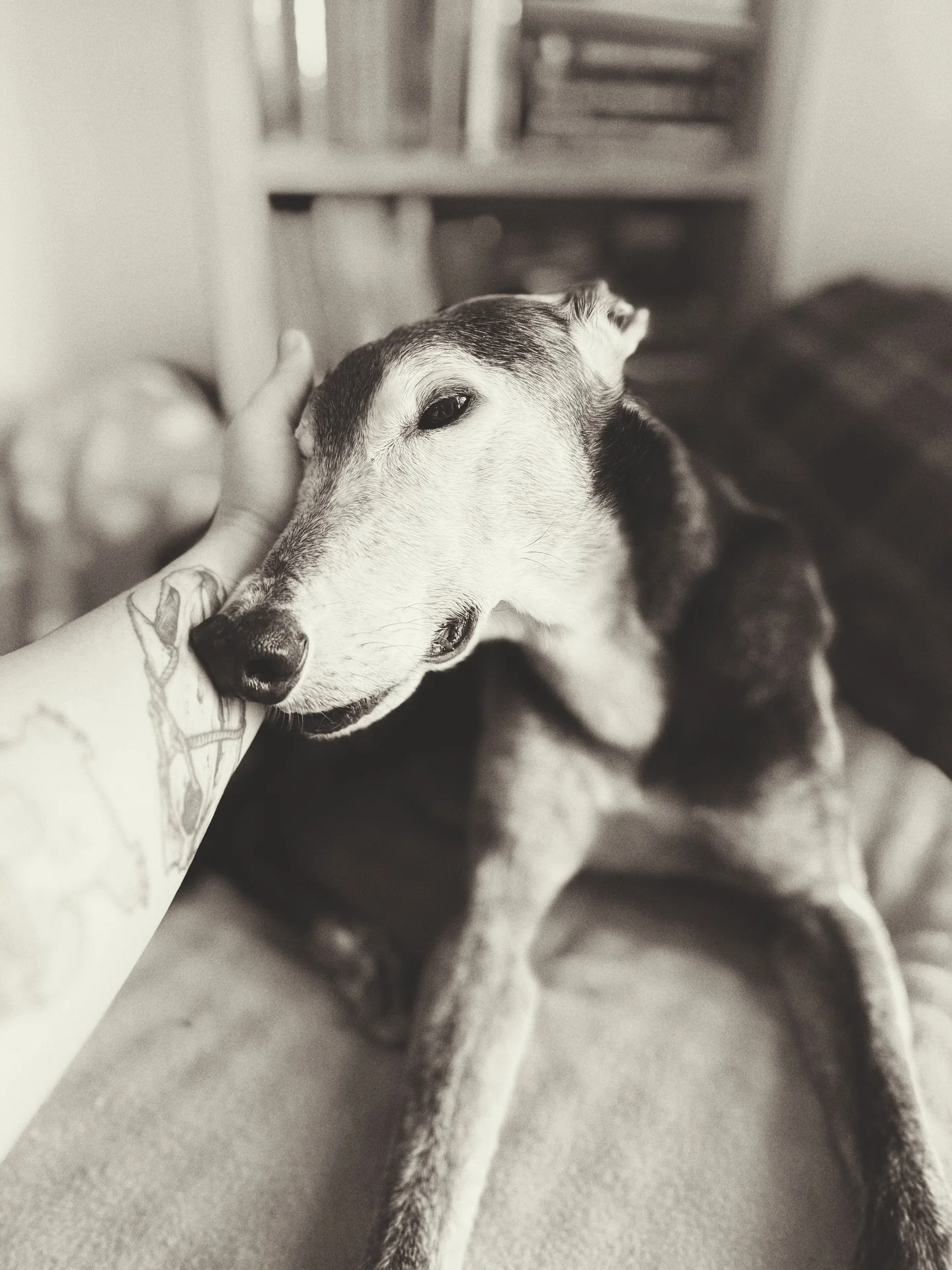 [ FRANKIE ] 
.
Včeraj je za vedno zaprl okice Frankie. 
Frankieja sem imela veselje pazit lani februarja in potem naju je z Mihom povabil na svoj 13. rojstni dan! 
Frenko hvala za vse, čeprav se nisva dosti družila, sem presrečna, da sva lahko bila s