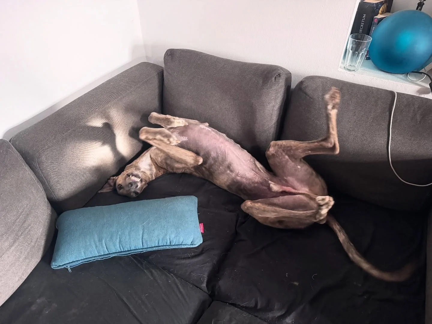 [ SKY 🩵 ] 
.
Bubkotupko, drekec, Skyčolin, mi&scaron;o, blesko moj - NAJBOLJ&Scaron;I DOM SI NA&Scaron;EL, nas pa pustil s solzami v očeh in pomirjenimi srci, ker vsi vemo, da ti bo pri čisto svoji družini &scaron;e bolje, kot ti je bilo z nami 🥹
.