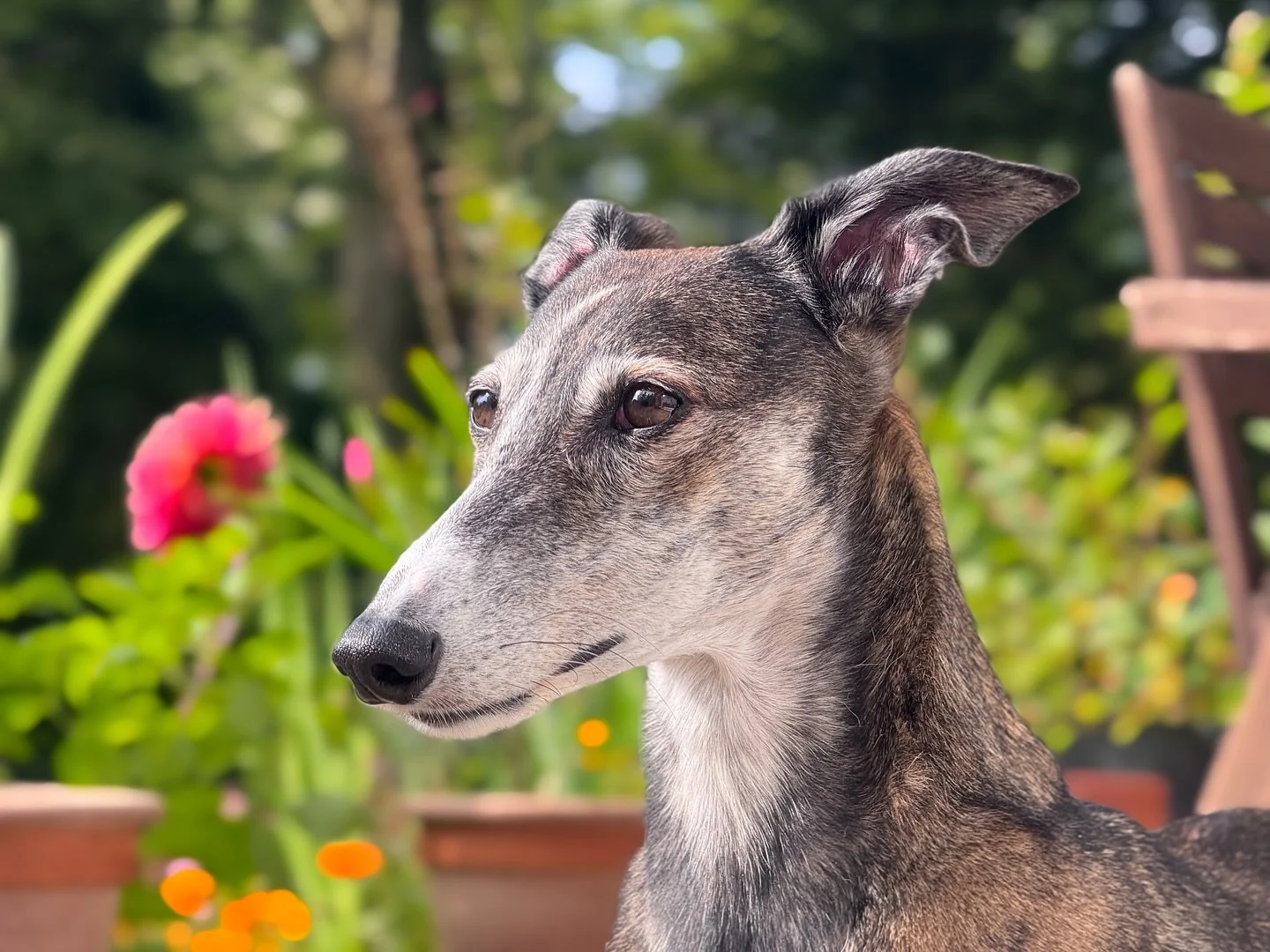 [ ISA 🤎 ]
.
Nekatera varstva na domu stranke so prav za du&scaron;o pobožat in umirit možgane in skrb za Iso, Roxy in Knuta je bilo eno tak&scaron;nih 🖤 
.
.
.
#srcismrci #pasjavaruska #najboljsapasjavaruska #petsitter #dognanny #petsittingathome #