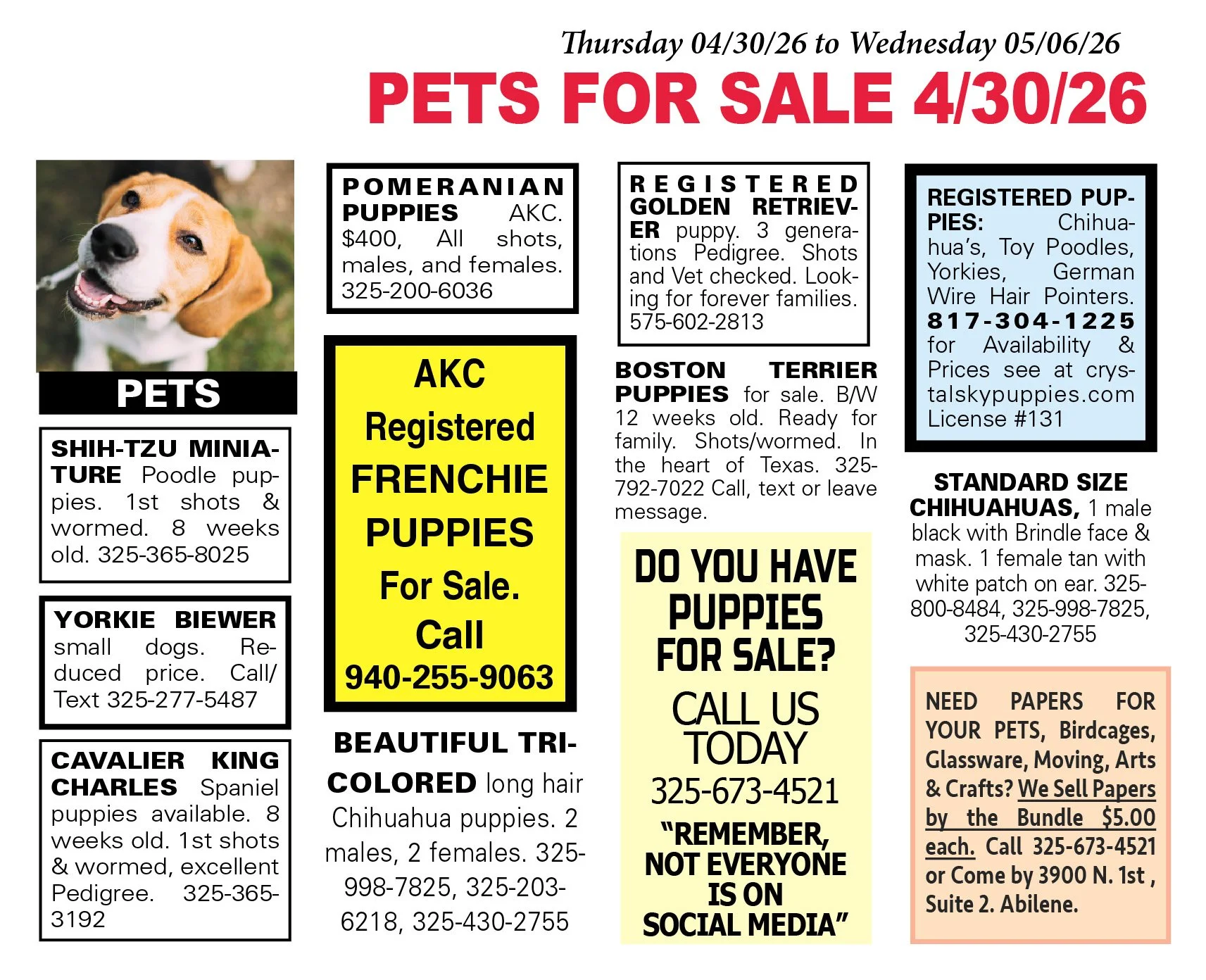 pets for sale near me, puppies, kittens, boston terrier, yorkshire terrier, chihuahua pups, mini aussie, gold retriever, labs, chiweenie pups, shih tzu pups, abilene texas, registered purebred, french bulldog, beagle, rottweiler, german shepherd