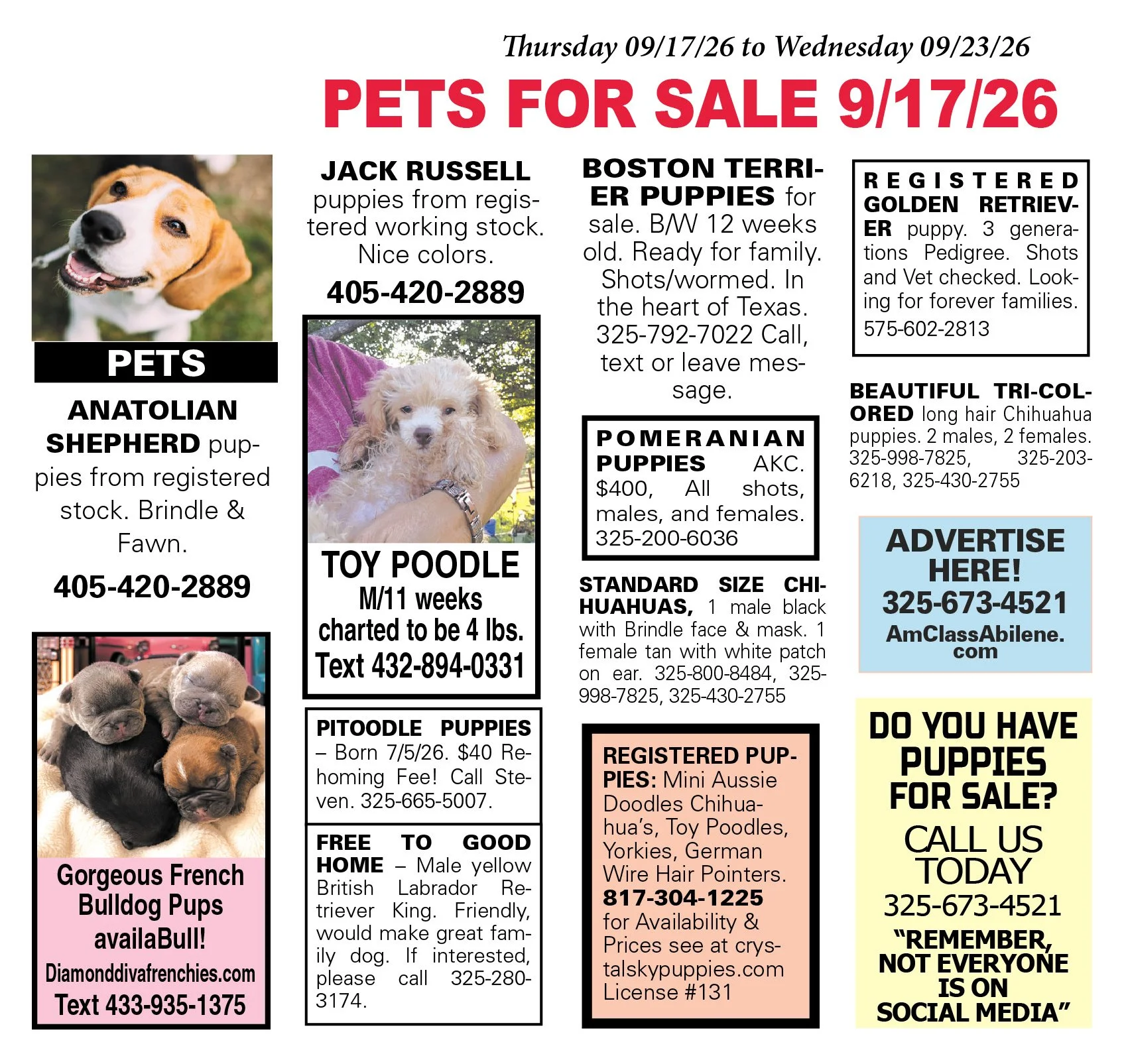 pets for sale near me, puppies, kittens, boston terrier, yorkshire terrier, chihuahua pups, mini aussie, gold retriever, labs, chiweenie pups, shih tzu pups, abilene texas, registered purebred, french bulldog, beagle, rottweiler, german shepherd