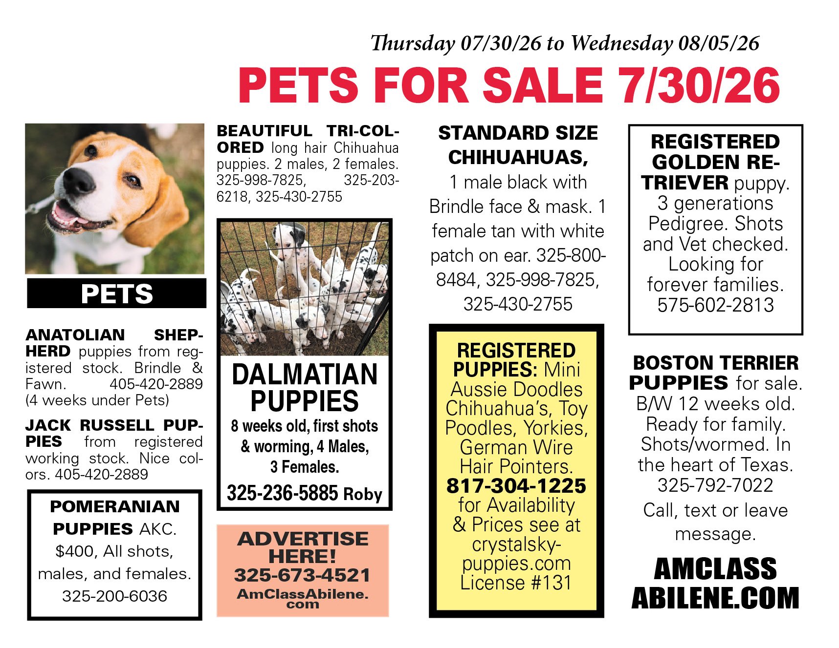 pets for sale near me, puppies, kittens, boston terrier, yorkshire terrier, chihuahua pups, mini aussie, gold retriever, labs, chiweenie pups, shih tzu pups, abilene texas, registered purebred, french bulldog, beagle, rottweiler, german shepherd