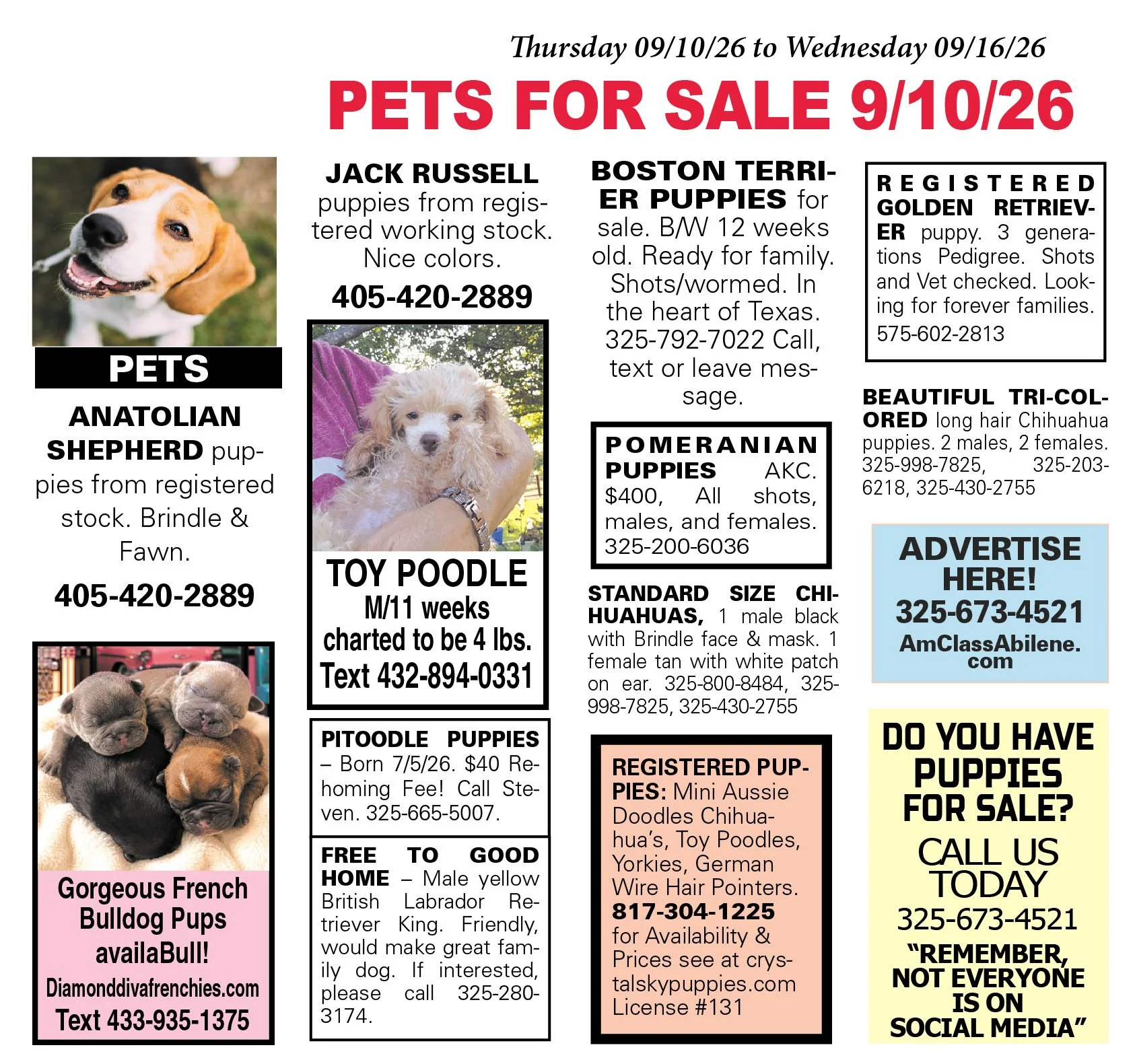 pets for sale near me, puppies, kittens, boston terrier, yorkshire terrier, chihuahua pups, mini aussie, gold retriever, labs, chiweenie pups, shih tzu pups, abilene texas, registered purebred, french bulldog, beagle, rottweiler, german shepherd