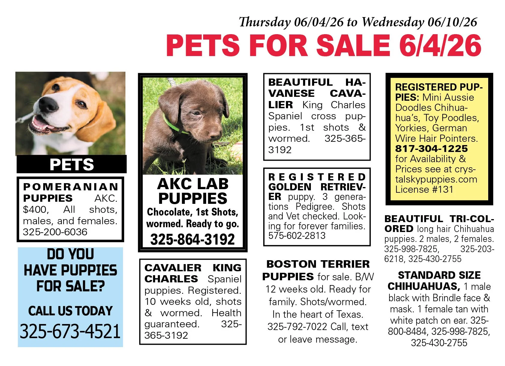 pets for sale near me, puppies, kittens, boston terrier, yorkshire terrier, chihuahua pups, mini aussie, gold retriever, labs, chiweenie pups, shih tzu pups, abilene texas, registered purebred, french bulldog, beagle, rottweiler, german shepherd