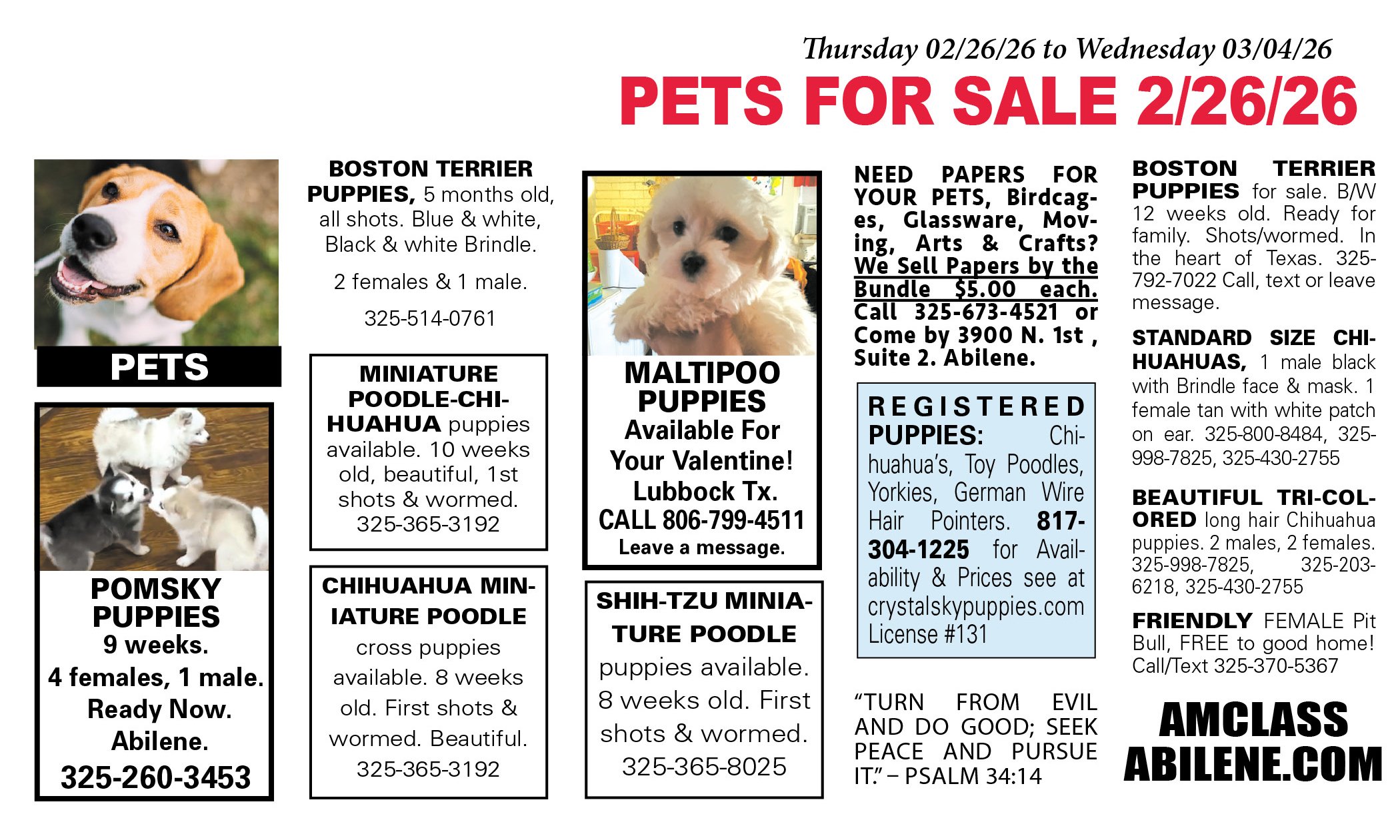 pets for sale near me, puppies, kittens, boston terrier, yorkshire terrier, chihuahua pups, mini aussie, gold retriever, labs, chiweenie pups, shih tzu pups, abilene texas, registered purebred, french bulldog, beagle, rottweiler, german shepherd