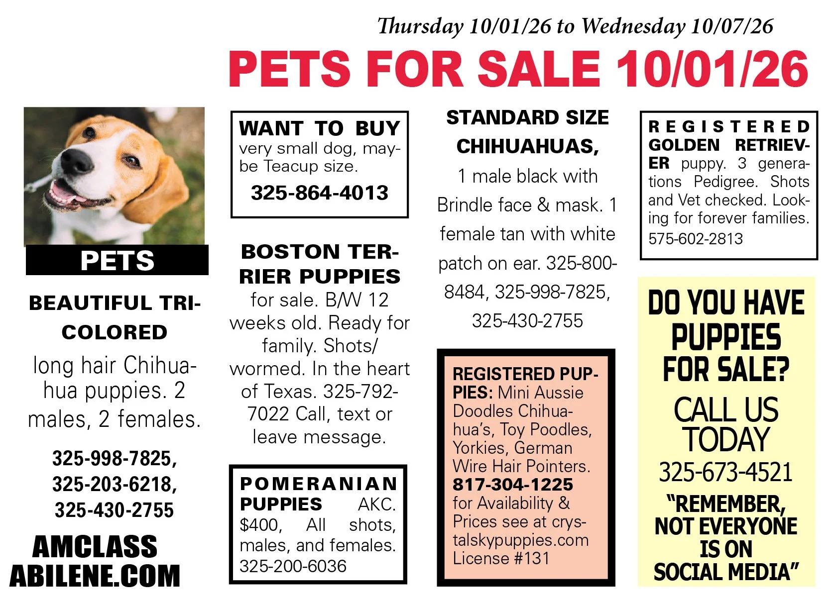 pets for sale near me, puppies, kittens, boston terrier, yorkshire terrier, chihuahua pups, mini aussie, gold retriever, labs, chiweenie pups, shih tzu pups, abilene texas, registered purebred, french bulldog, beagle, rottweiler, german shepherd