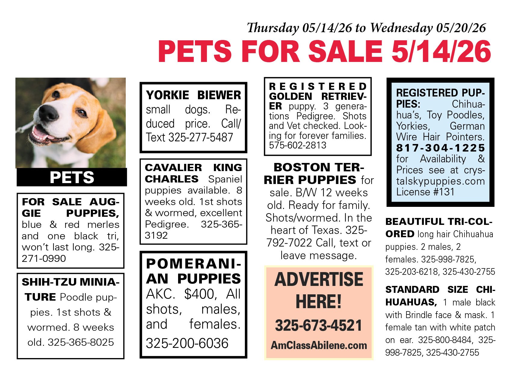 pets for sale near me, puppies, kittens, boston terrier, yorkshire terrier, chihuahua pups, mini aussie, gold retriever, labs, chiweenie pups, shih tzu pups, abilene texas, registered purebred, french bulldog, beagle, rottweiler, german shepherd
