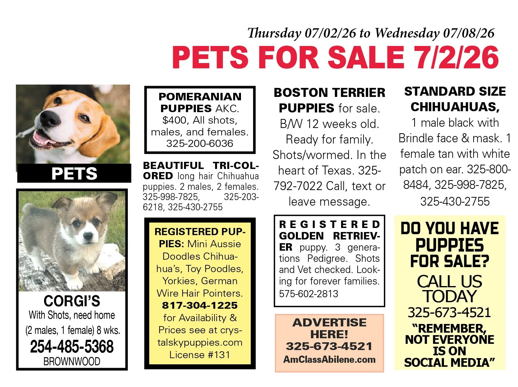 pets for sale near me, puppies, kittens, boston terrier, yorkshire terrier, chihuahua pups, mini aussie, gold retriever, labs, chiweenie pups, shih tzu pups, abilene texas, registered purebred, french bulldog, beagle, rottweiler, german shepherd