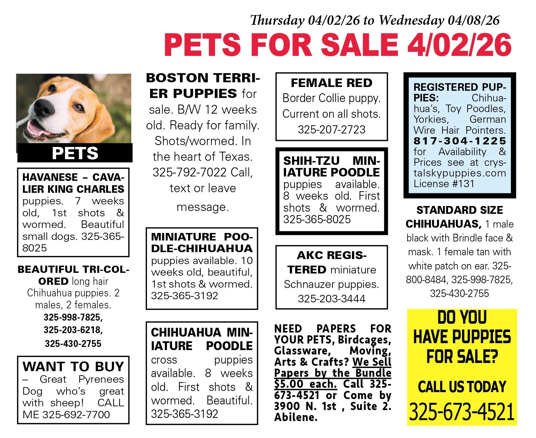 pets for sale near me, puppies, kittens, boston terrier, yorkshire terrier, chihuahua pups, mini aussie, gold retriever, labs, chiweenie pups, shih tzu pups, abilene texas, registered purebred, french bulldog, beagle, rottweiler, german shepherd