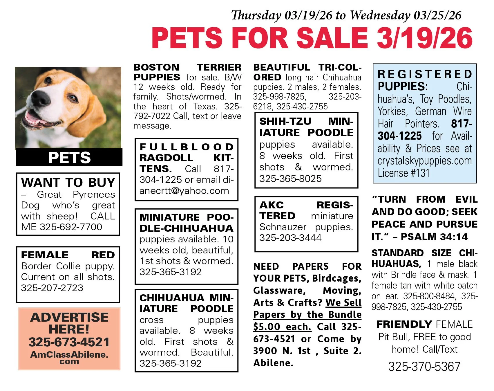 pets for sale near me, puppies, kittens, boston terrier, yorkshire terrier, chihuahua pups, mini aussie, gold retriever, labs, chiweenie pups, shih tzu pups, abilene texas, registered purebred, french bulldog, beagle, rottweiler, german shepherd