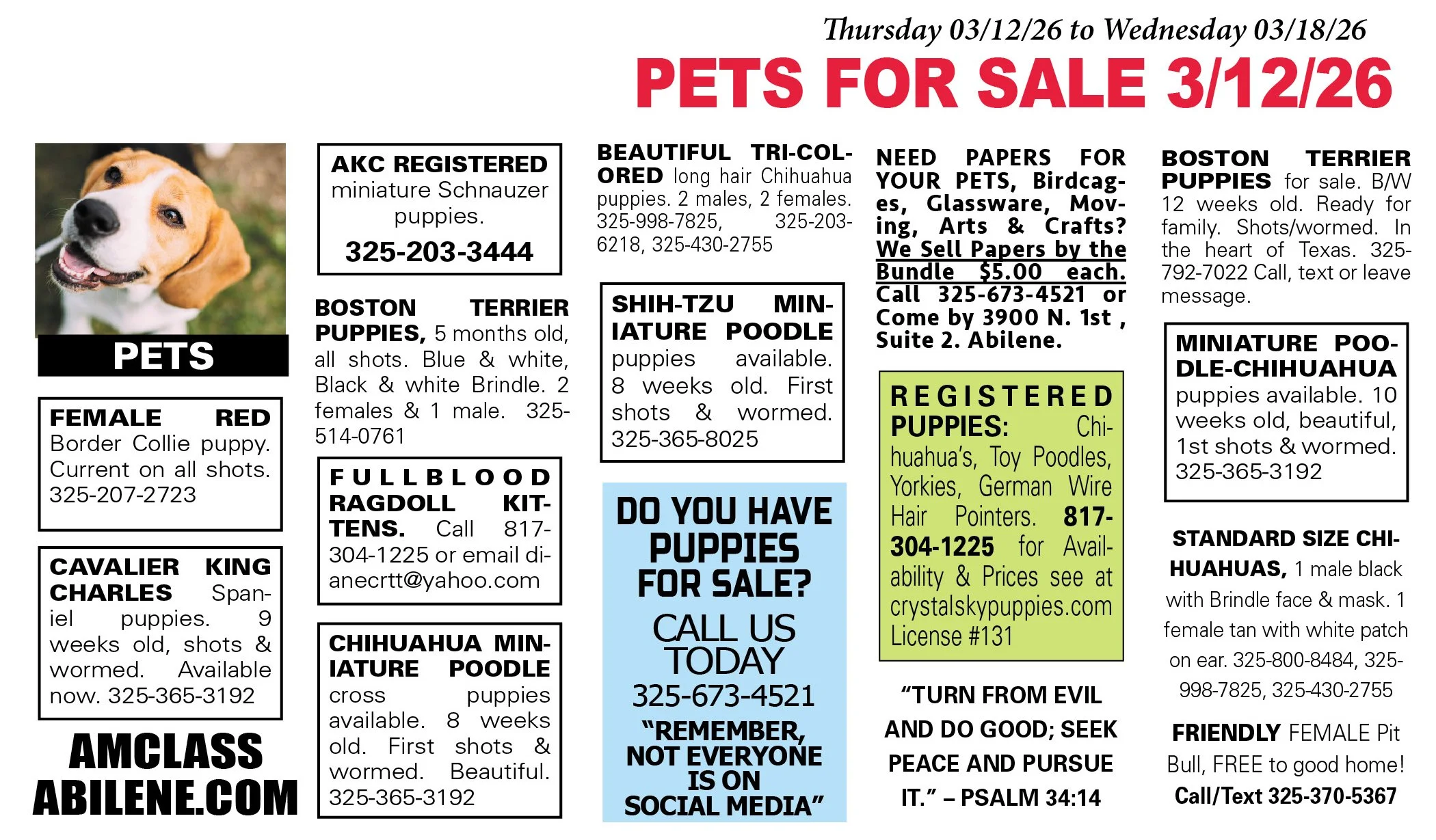 pets for sale near me, puppies, kittens, boston terrier, yorkshire terrier, chihuahua pups, mini aussie, gold retriever, labs, chiweenie pups, shih tzu pups, abilene texas, registered purebred, french bulldog, beagle, rottweiler, german shepherd