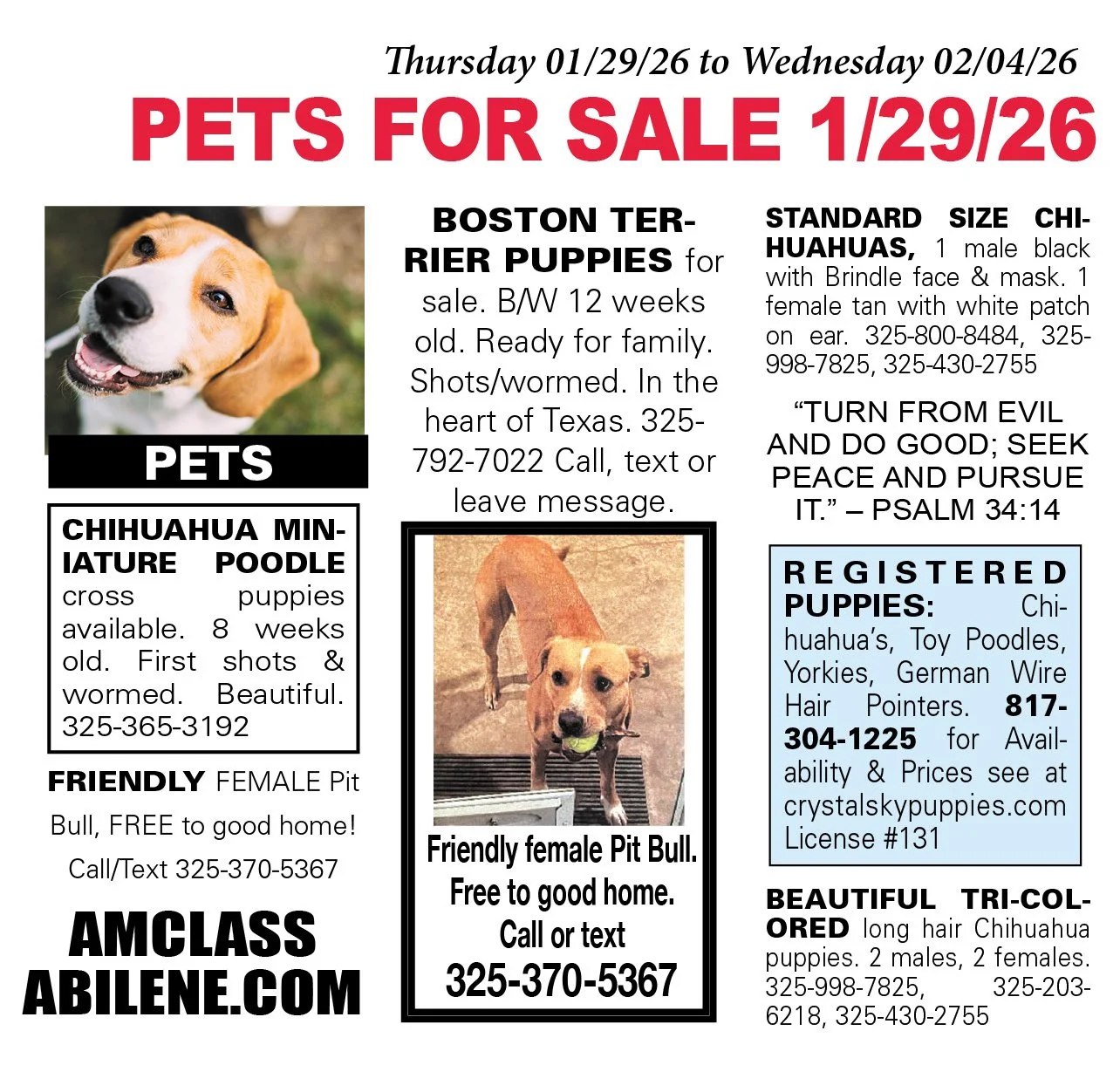 pets for sale near me, puppies, kittens, boston terrier, yorkshire terrier, chihuahua pups, mini aussie, gold retriever, labs, chiweenie pups, shih tzu pups, abilene texas, registered purebred, french bulldog, beagle, rottweiler, german shepherd