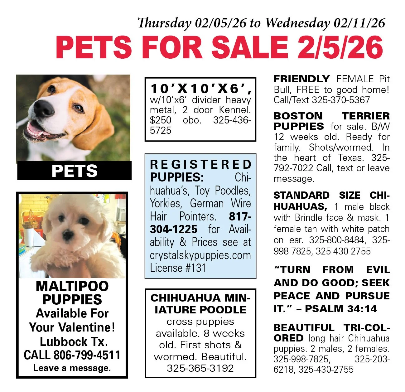 pets for sale near me, puppies, kittens, boston terrier, yorkshire terrier, chihuahua pups, mini aussie, gold retriever, labs, chiweenie pups, shih tzu pups, abilene texas, registered purebred, french bulldog, beagle, rottweiler, german shepherd