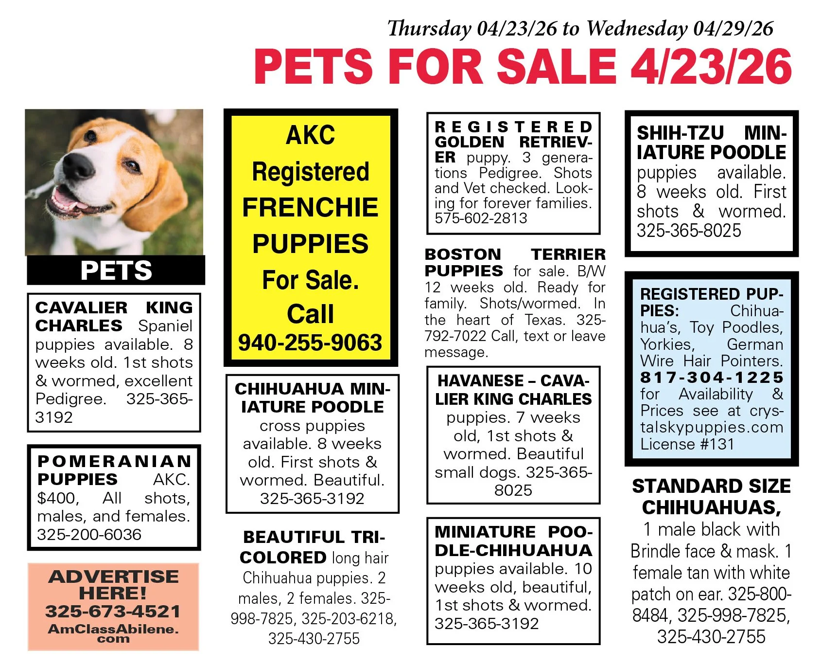 pets for sale near me, puppies, kittens, boston terrier, yorkshire terrier, chihuahua pups, mini aussie, gold retriever, labs, chiweenie pups, shih tzu pups, abilene texas, registered purebred, french bulldog, beagle, rottweiler, german shepherd