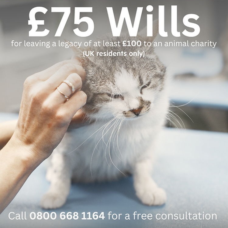 Wills_Cat.png