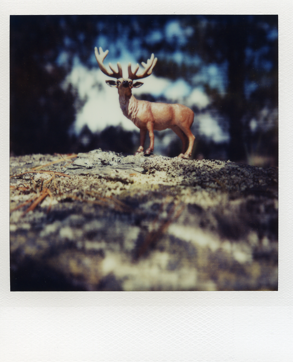 Buck