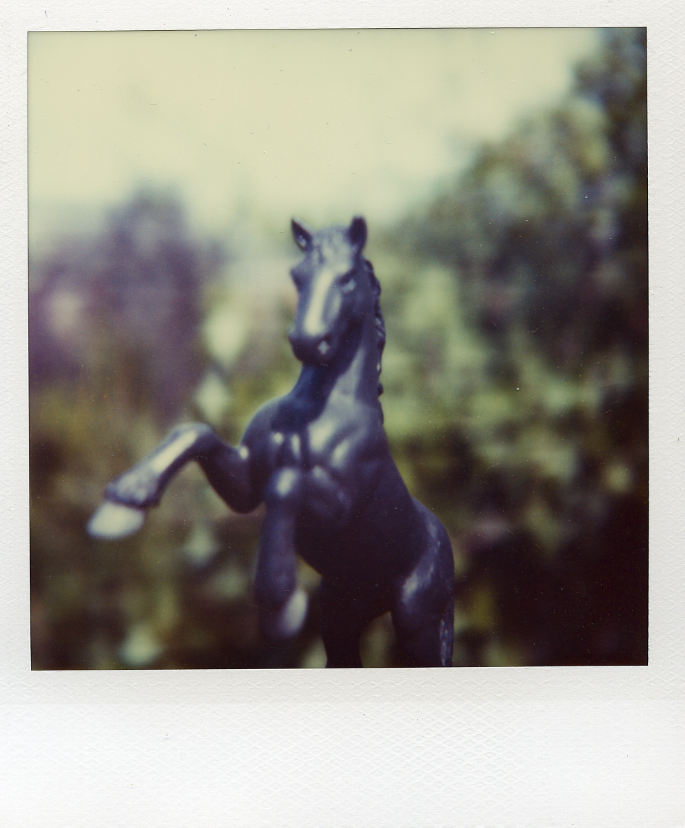 Stallion