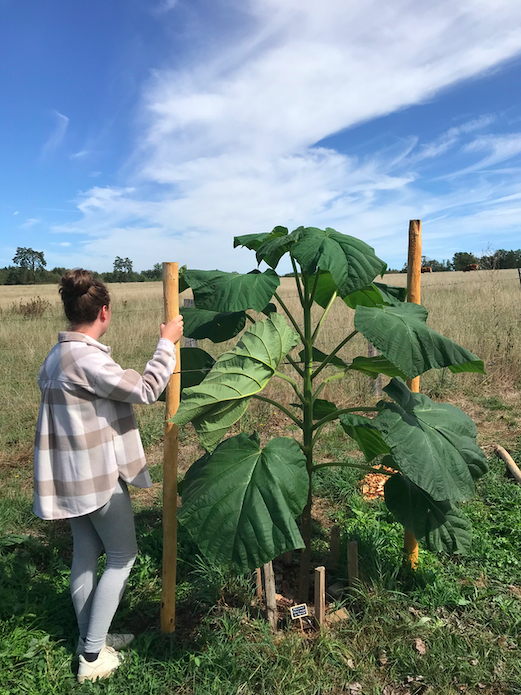Paulownia, haricot magique du Royaume