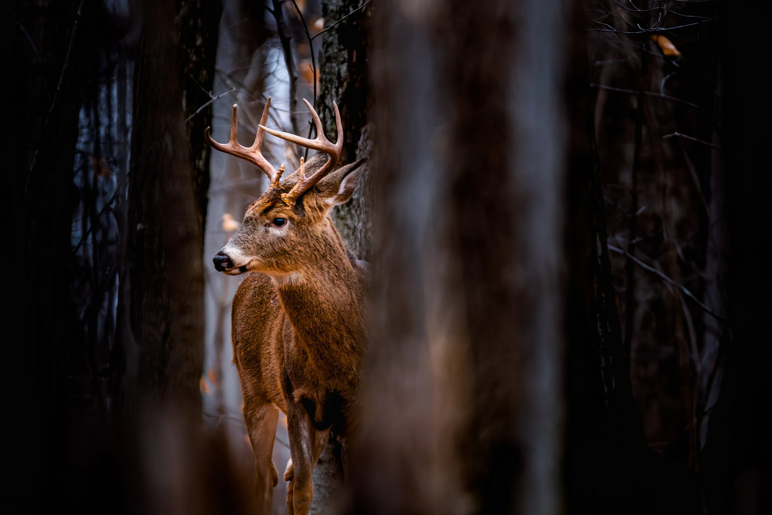 Cerf de virginie, mâle avec des beaux bois au travers des arbres.