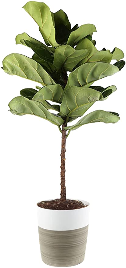 Fiddle Leaf Plant