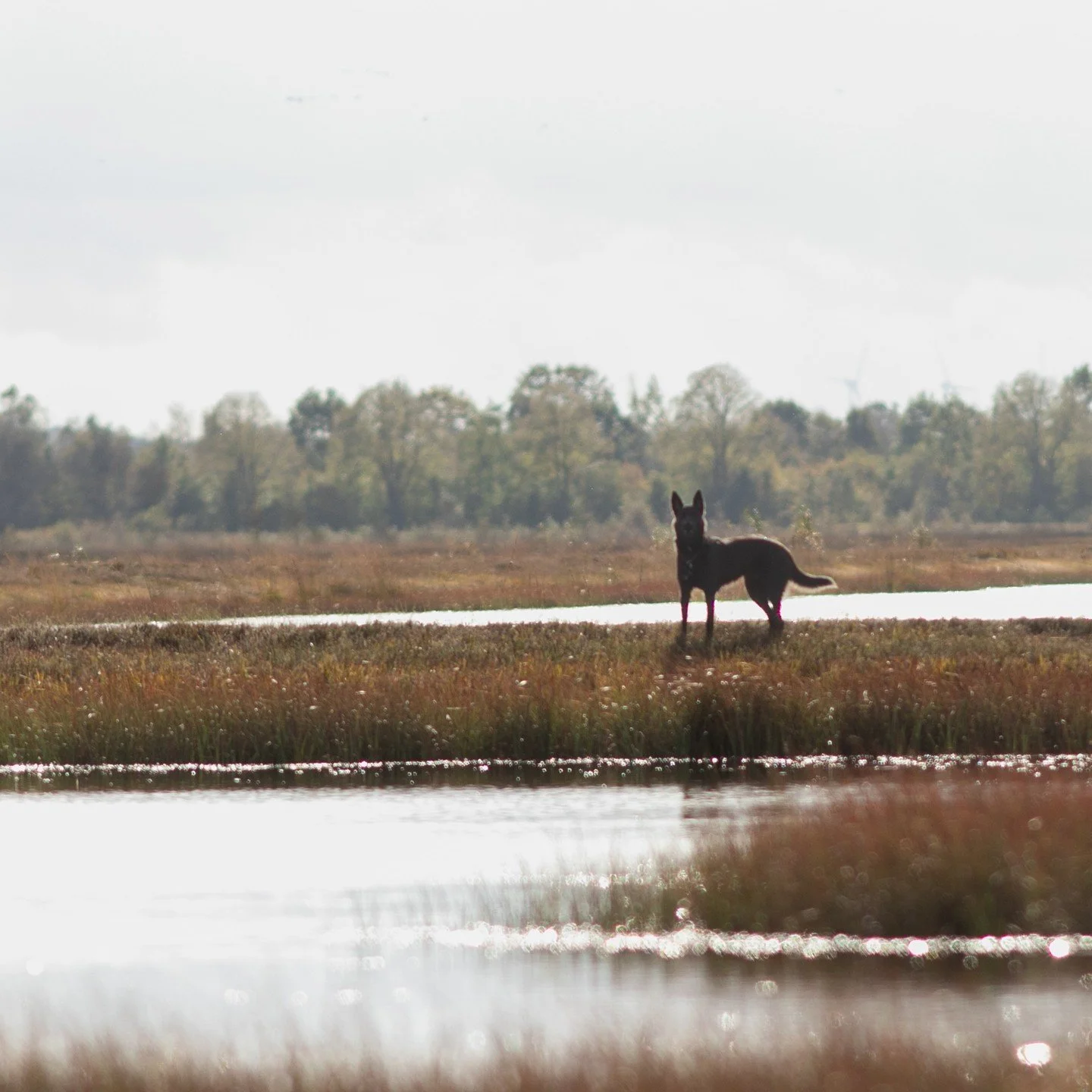Ein perfekter Tag und Ort um Hunde zu fotografieren.....#malinois #hundefotografie #malinoislovers #malinoisofinstagram #doglove #hundeliebe