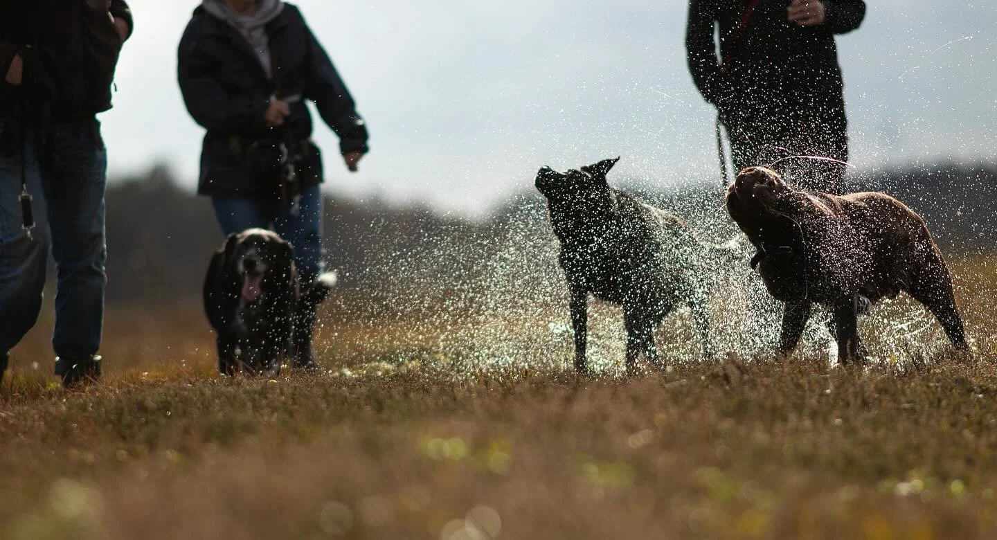 Ich liebe meinen Job ❤️#hundefotografie #dogs #hundeliebe #hundebilder #hundefotograf #hunde #hundeleben #hundemannheim
