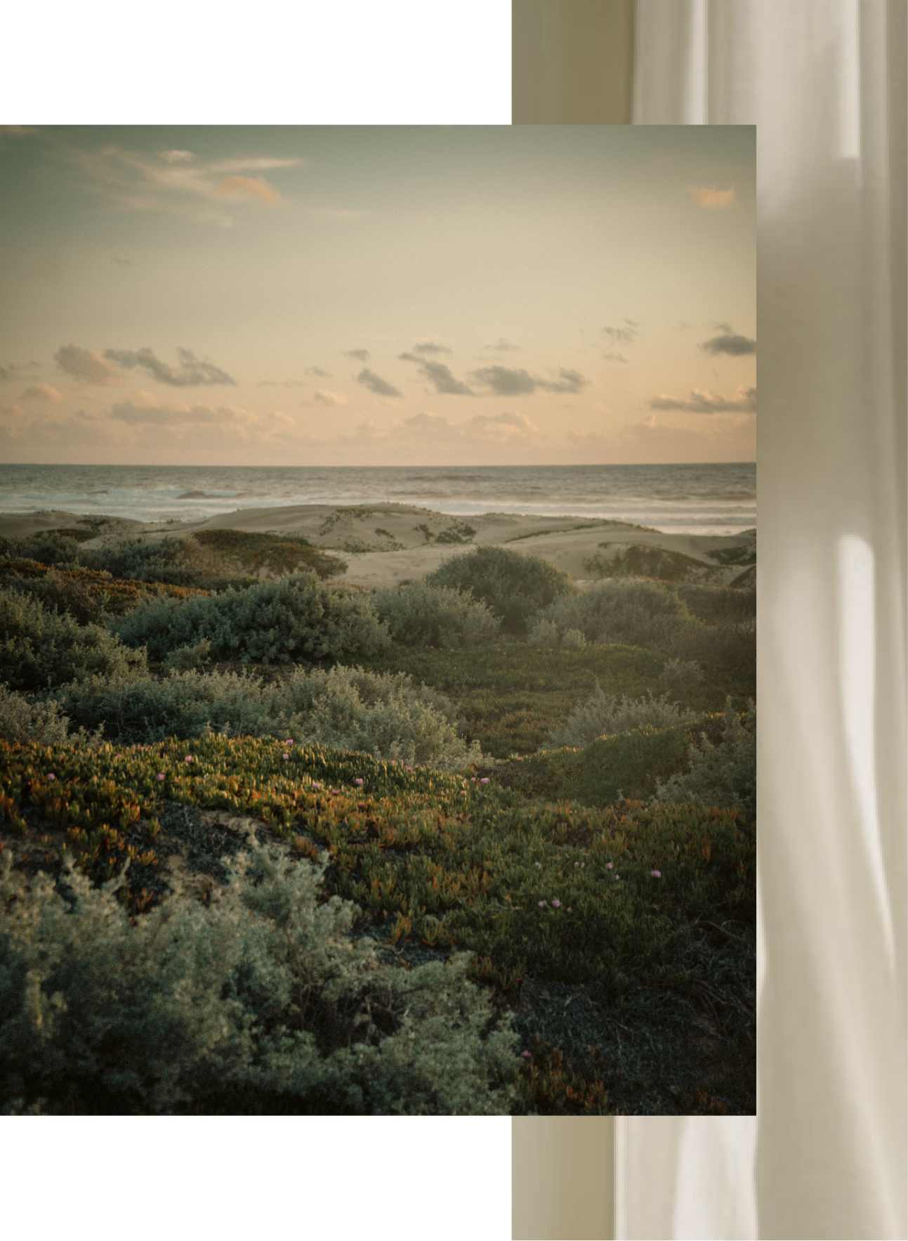 Nature & Ecotherapy by Asian Therapists in Los Angeles & Pasadena, California