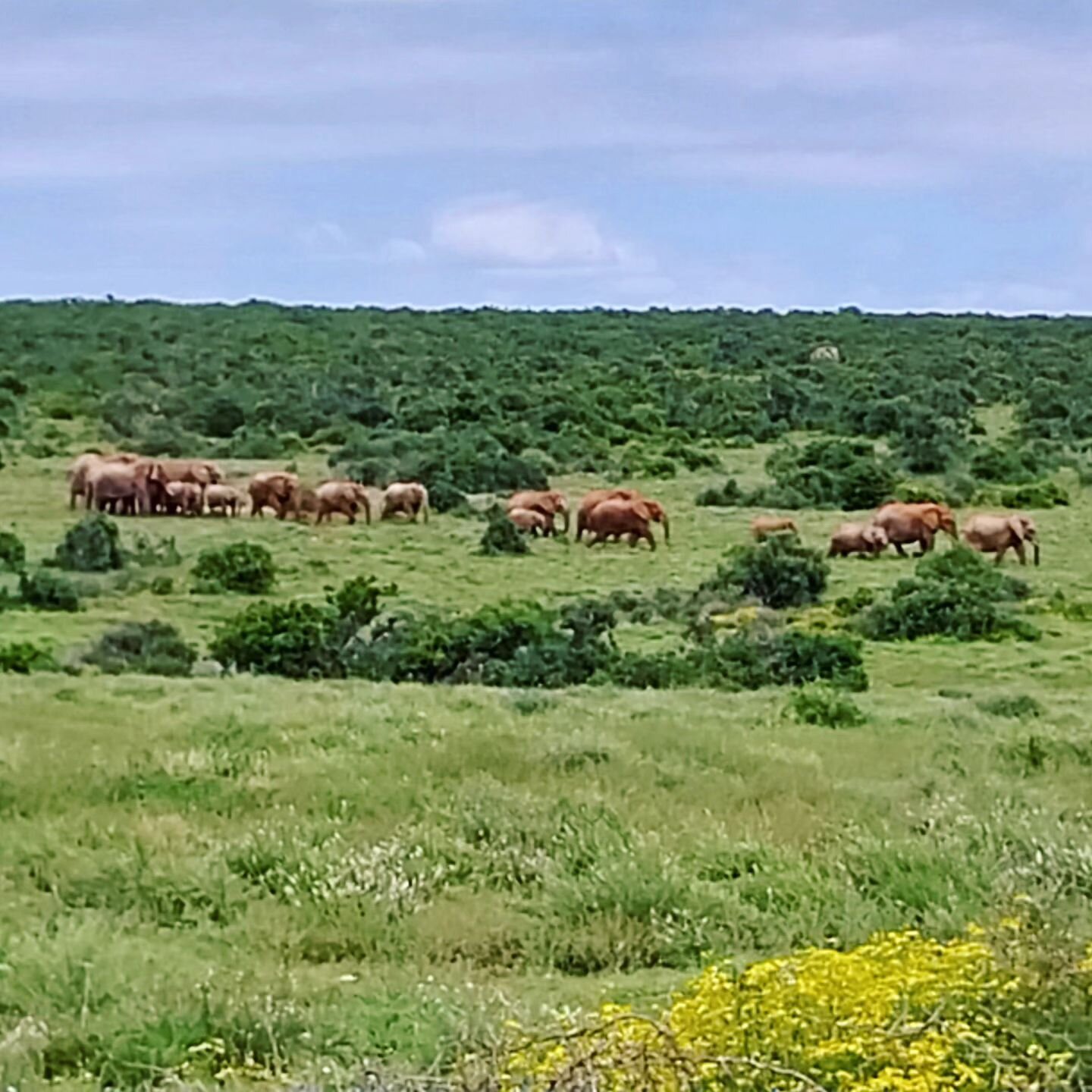 A very special trip to Addo 🐘🤩
.
Being in the bush makes my heart and soul happy 💓
.
There's something about being in and looking at thriving green space that just re-energizes the cells deeply. 🌿🐘
Animals thriving and happy and babies everywher