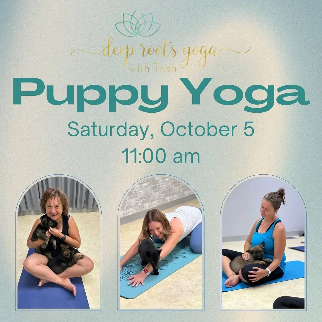 Puppy Yoga!  Guaranteed to boost your mood 🤩

Join us October 5 with another litter of German Shepherd pups from The Ultimate Shepherd Ent. 

Come experience a relaxing hour of beginner yoga, all while having fun socializing these sweet pups!

🗓️ W