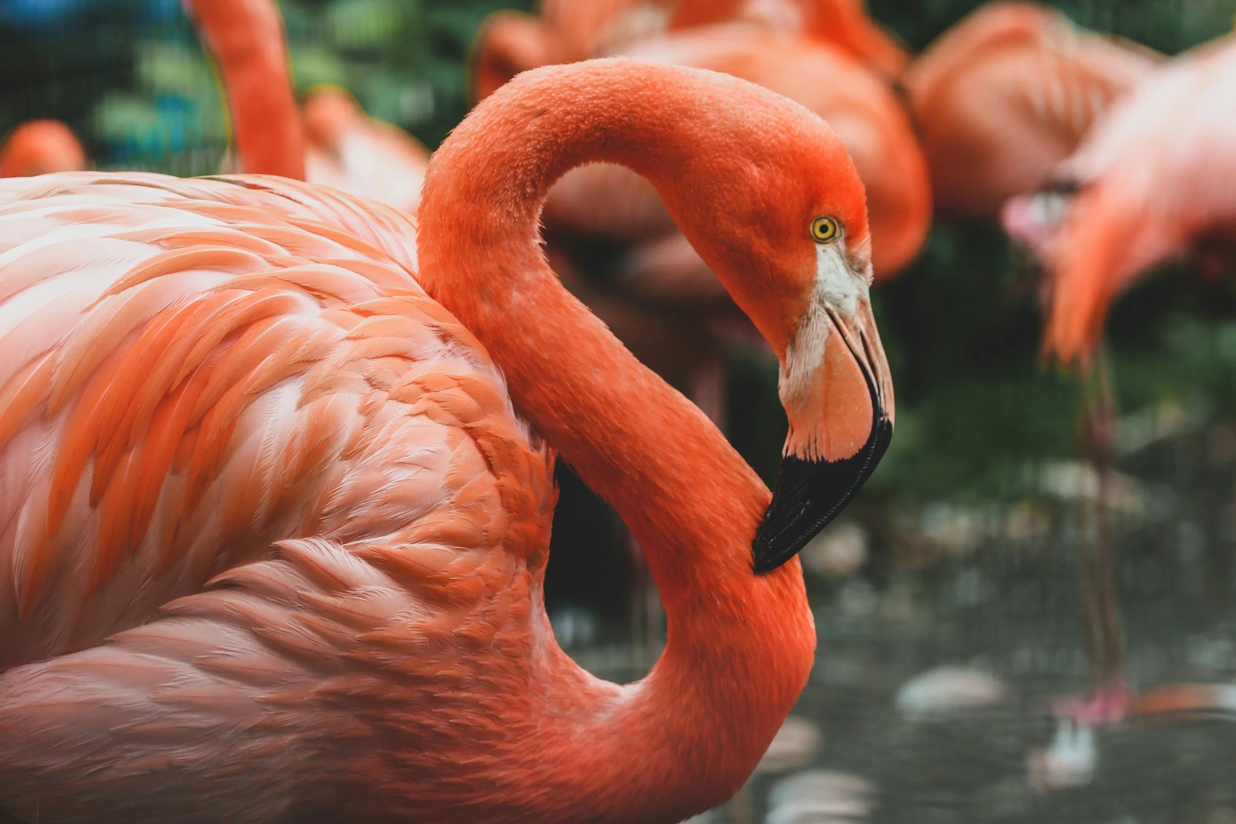 Adults - Flamingo Frolic Paint Party