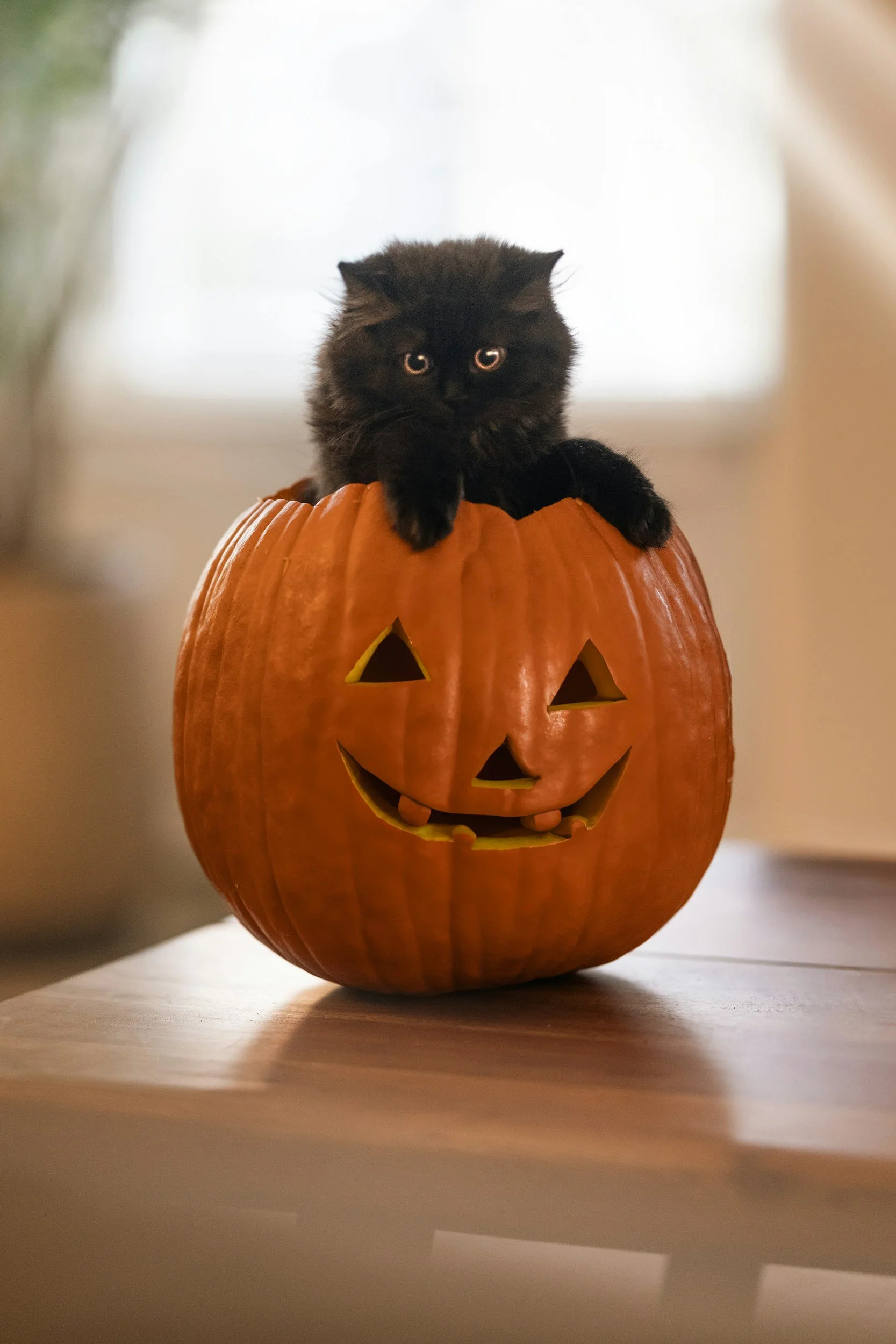 Paint Party - Once upon a Pumpkin