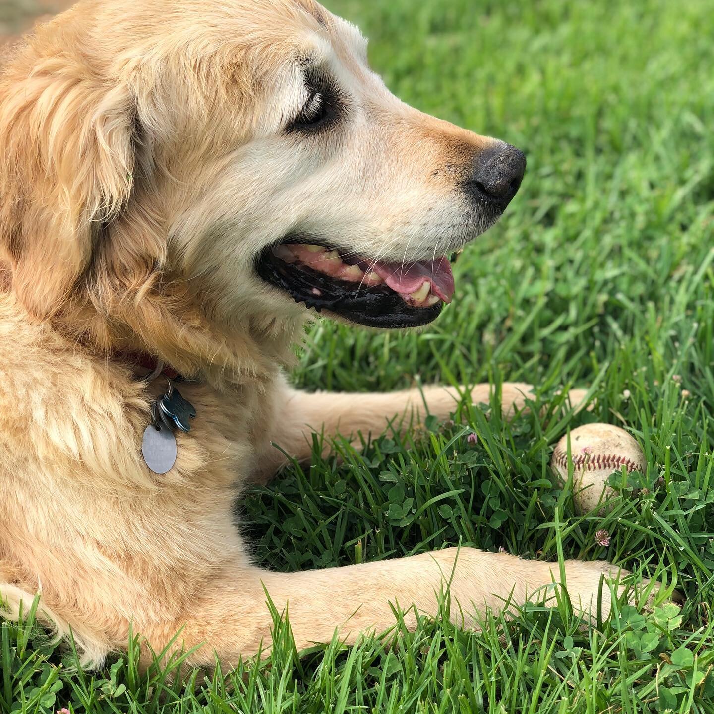 Here&rsquo;s to the world&rsquo;s greatest dog; Oliver! Age 15 years and 9 months. He&rsquo;s still going strong&hellip;#liveforever