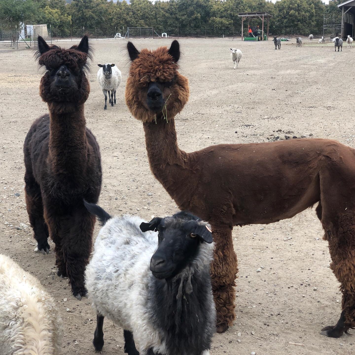 Are they feeling humiliated or proud of their new haircuts? #alpacalove