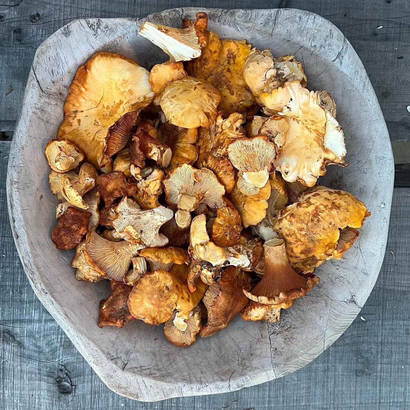 Chanterelle Madness began and ended in one fell swoop. Thanks for that one great rain, but please sky, may we have another?