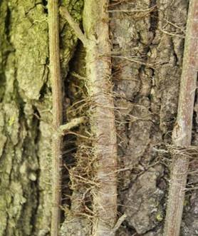 Poison Ivy Aerial Roots
