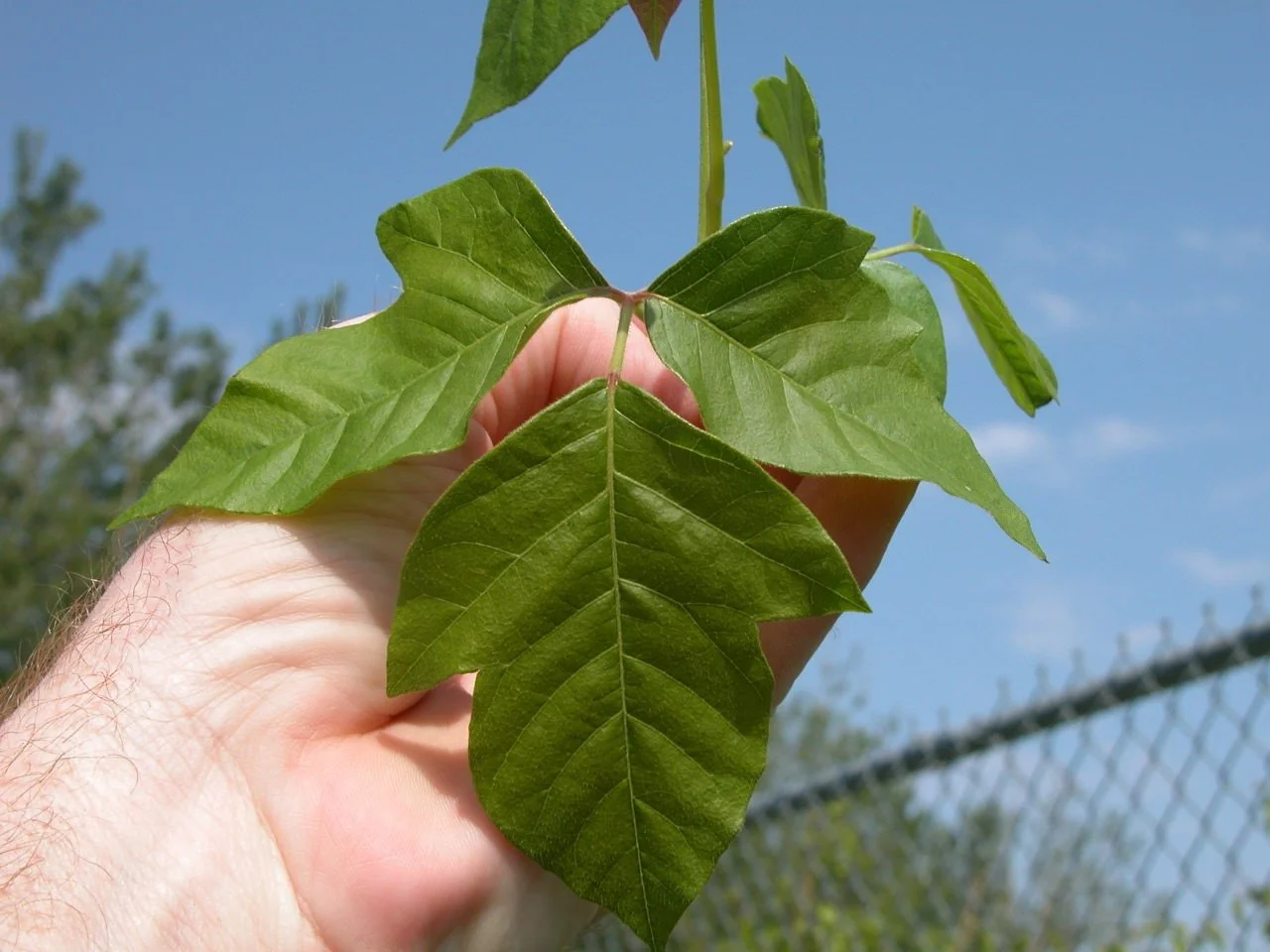 Poison Ivy Leaves