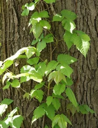 Poison Ivy Vine
