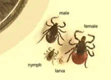 blacklegged tick (lyme disease carrier)
