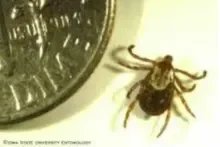 dog tick aka wood tick
