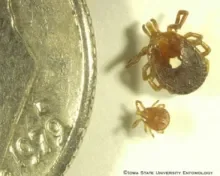 lone star tick (alpha-gal carrier)