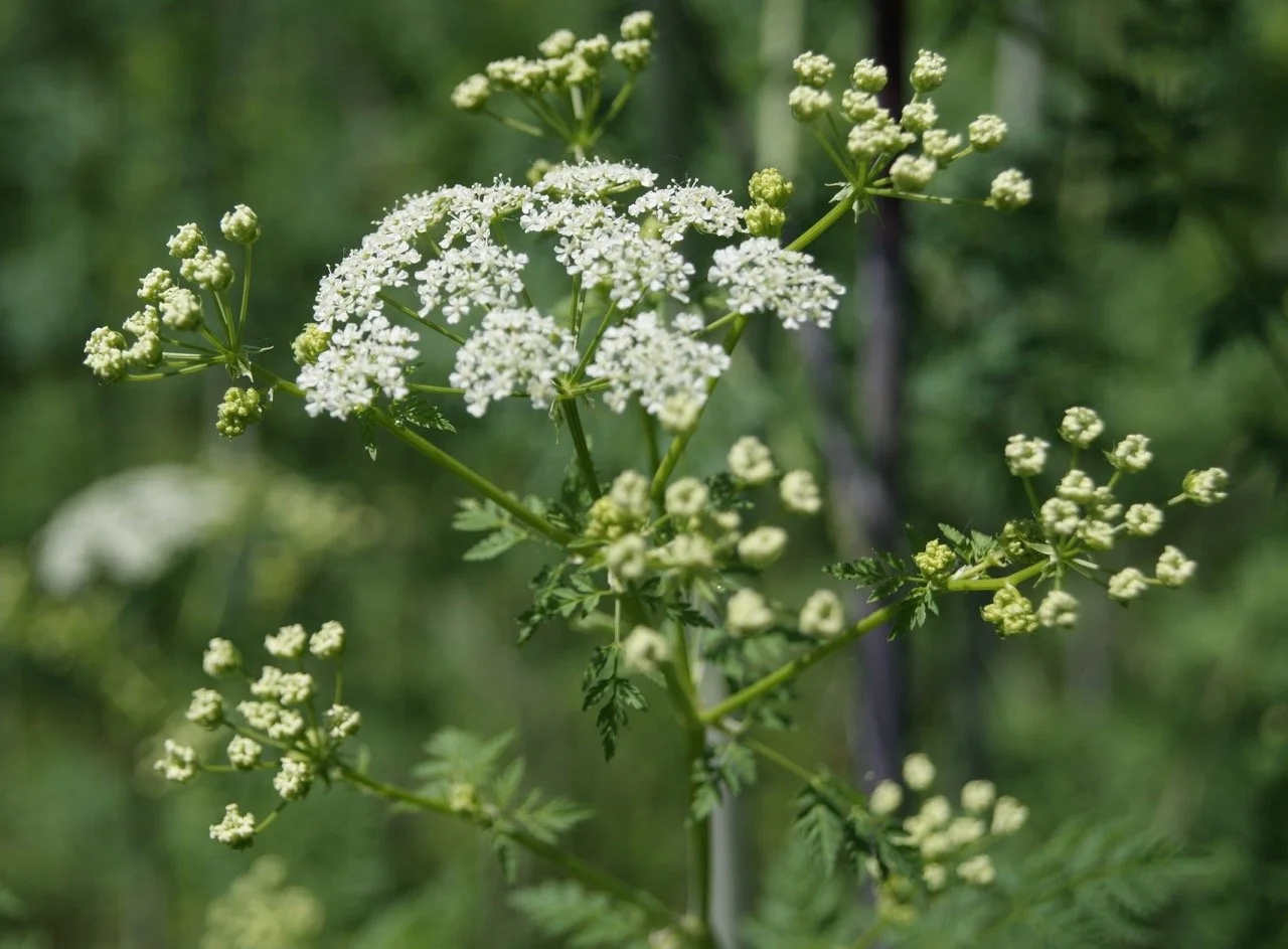 poishemlockumbel2.jpg