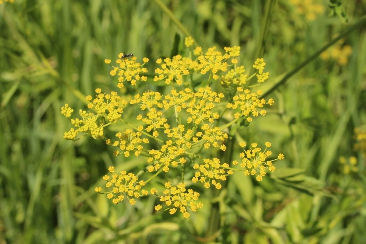 A Photographer’s Guide to Dangerous Plants and Ticks in Iowa